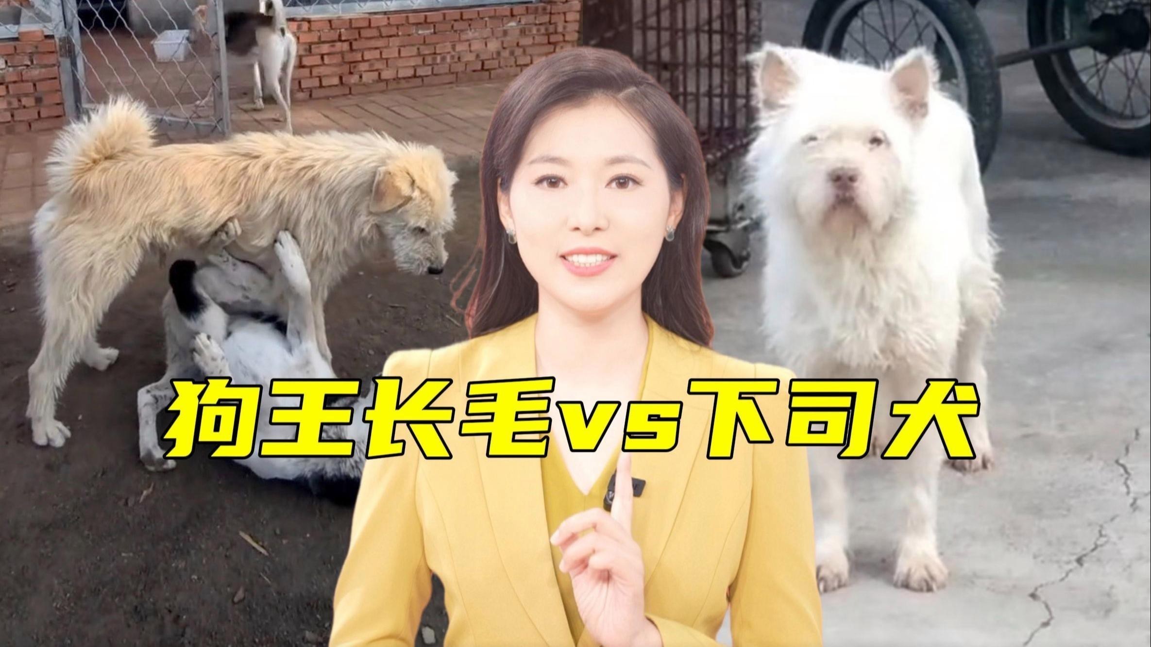 這兩種稀有品種的價格是多少？ 這兩種稀有品種的價格是多少？ 龍魚百科 第1張