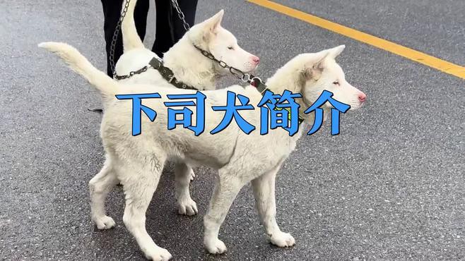 這兩種稀有品種的價格是多少？ 這兩種稀有品種的價格是多少？ 龍魚百科 第5張