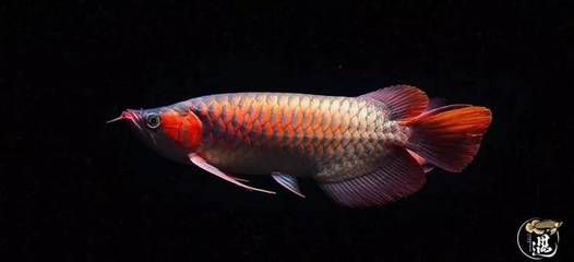 龍魚疾病引起龍魚燒尾的原因有哪些呢圖片大全：如何預防龍魚燒尾