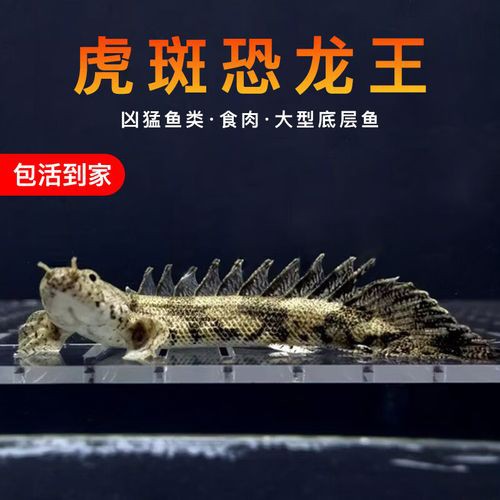 恐龍魚哪個品種比較好養 恐龍魚哪個品種比較好養 龍魚百科 第6張