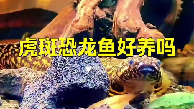 恐龍魚哪個品種比較好養 恐龍魚哪個品種比較好養 龍魚百科 第1張