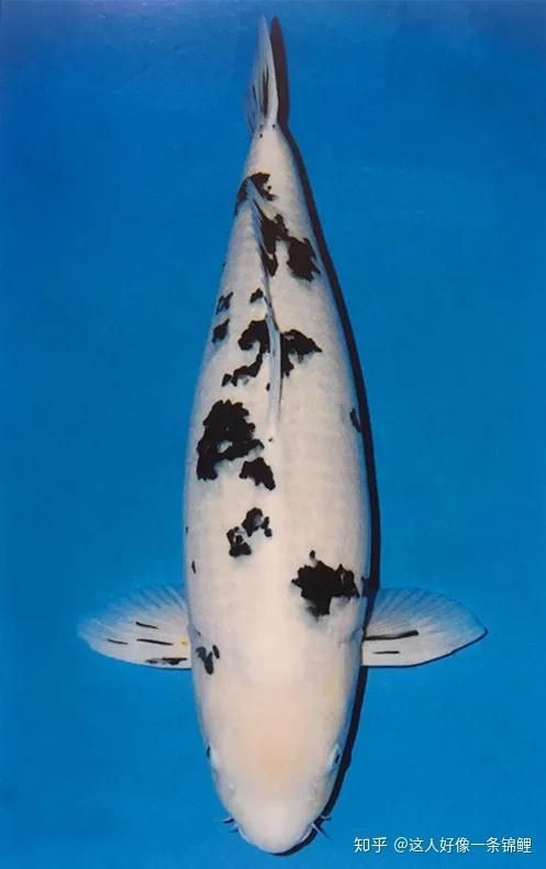 錦鯉別甲和白寫(xiě)區(qū)別 龍魚(yú)百科 第3張 錦鯉別甲和白寫(xiě)區(qū)別 錦鯉別甲和白寫(xiě)區(qū)別 龍魚(yú)百科 第3張