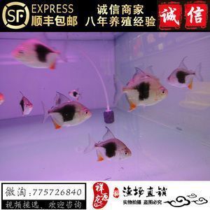 黑桃A魚混養水質管理：黑桃a魚混養水質管理
