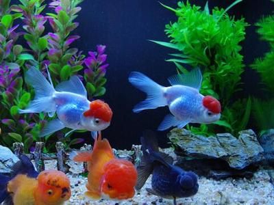 家里金龍魚養幾條最好<strong><mark>吉利</mark></strong>（家里養金魚養幾條最好）