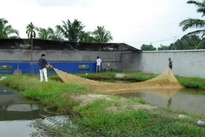 養(yǎng)龍魚可以鋪底砂嗎：養(yǎng)龍魚是否可以鋪底砂，養(yǎng)龍魚是否可以鋪底砂嗎