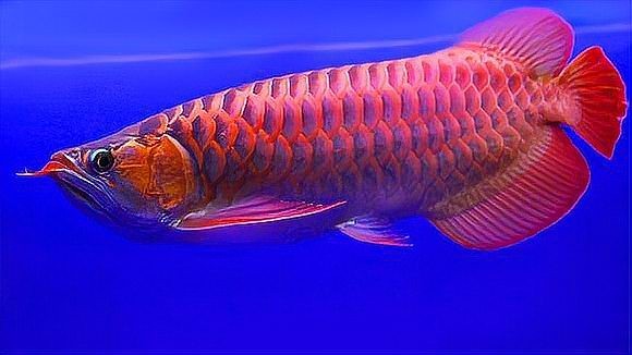 龍魚稀有顏色的價格差異大嗎
