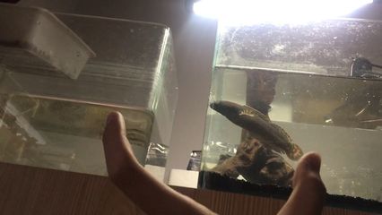 雷龍魚如何訓(xùn)食喂食：雷龍魚喂食技巧：雷龍魚發(fā)色食物推薦，雷龍魚發(fā)色食物推薦