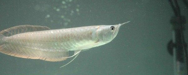 銀龍魚氧氣供應(yīng)方案：銀龍魚氧氣供應(yīng)不足怎么辦 銀龍魚氧氣供應(yīng)方案：銀龍魚氧氣供應(yīng)不足怎么辦 龍魚百科 第3張