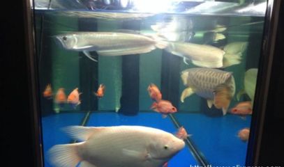 銀龍魚氧氣供應(yīng)方案：銀龍魚氧氣供應(yīng)不足怎么辦 銀龍魚氧氣供應(yīng)方案：銀龍魚氧氣供應(yīng)不足怎么辦 龍魚百科 第4張