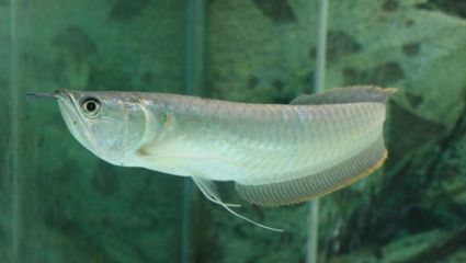 銀龍魚氧氣供應(yīng)方案：銀龍魚氧氣供應(yīng)不足怎么辦 銀龍魚氧氣供應(yīng)方案：銀龍魚氧氣供應(yīng)不足怎么辦 龍魚百科 第2張