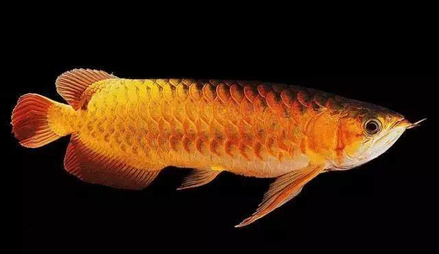 銀龍魚能和金龍魚在一起混養(yǎng)嗎圖片