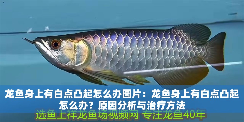 龍魚身上有白點凸起怎么辦圖片：龍魚身上有白點凸起怎么辦？原因分析與治療方法