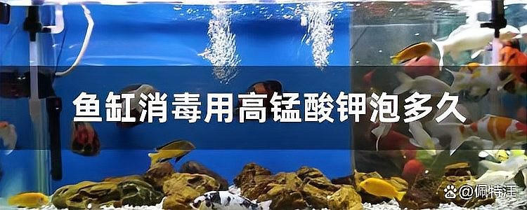 龍魚燒尾高錳酸鉀浸泡多久？