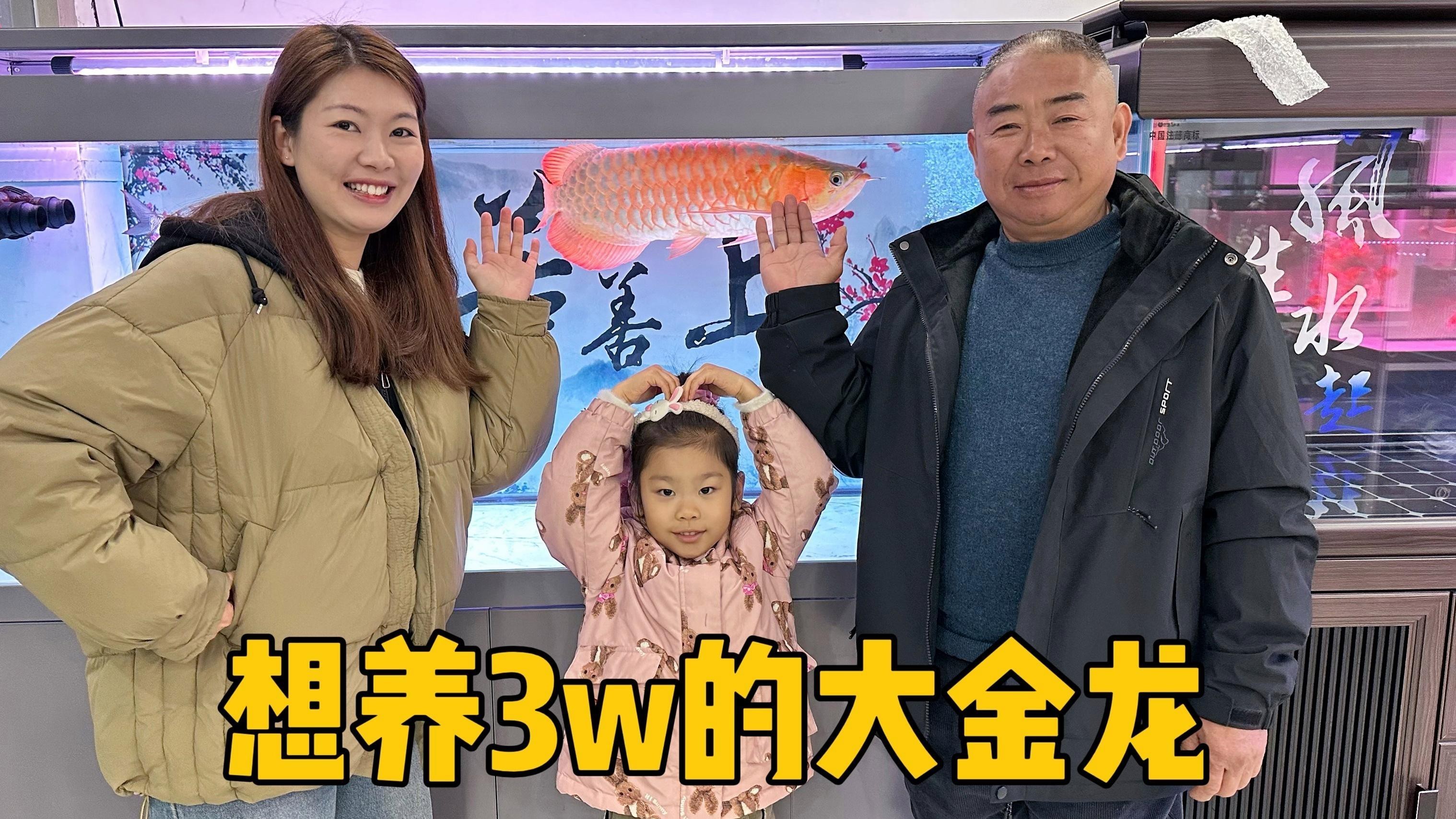 金龍魚印尼和馬來西亞哪個好養 金龍魚印尼和馬來西亞哪個好養 龍魚百科 第10張
