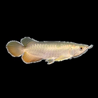 金龍魚印尼和馬來西亞哪個好養 金龍魚印尼和馬來西亞哪個好養 龍魚百科 第5張