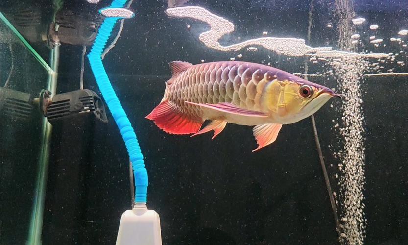 金龍魚印尼和馬來西亞哪個好養 金龍魚印尼和馬來西亞哪個好養 龍魚百科 第4張