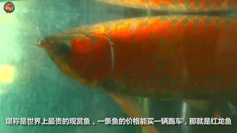 紅龍魚有必要上側燈嗎：紅龍魚上側燈的作用