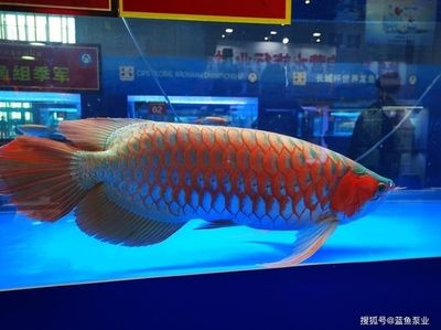 長城杯紅龍魚視頻：“長城杯紅龍魚視頻”