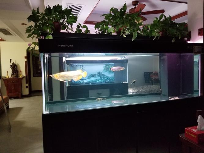 如何選擇適合養(yǎng)黑鱗龍魚的魚缸？