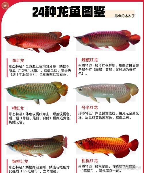 紅龍魚的品牌有哪些呢圖片大全