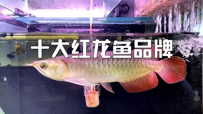 紅龍魚的品牌有哪些呢圖片大全