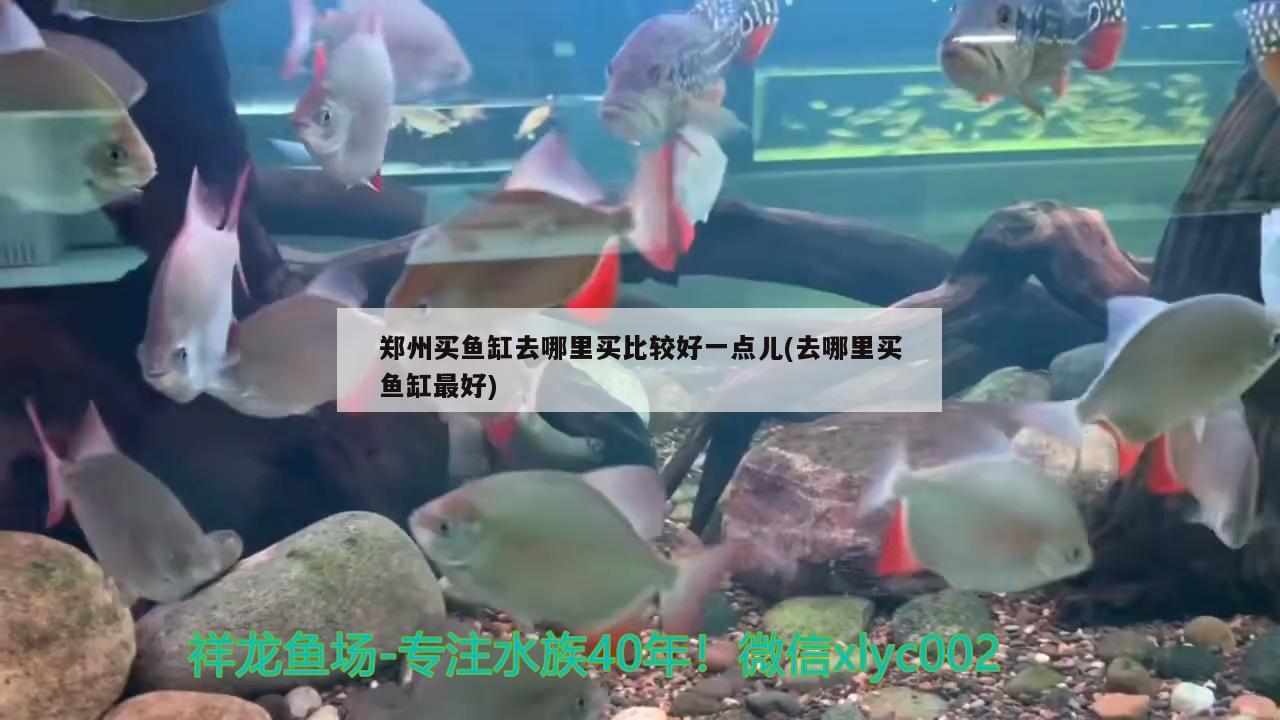 鄭州買魚缸去哪里買比較好一點兒(去哪里買魚缸最好)