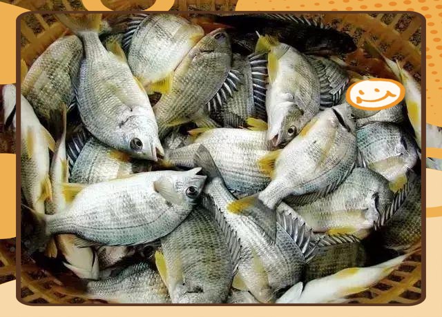 潮汕金龍魚是什么魚做的菜