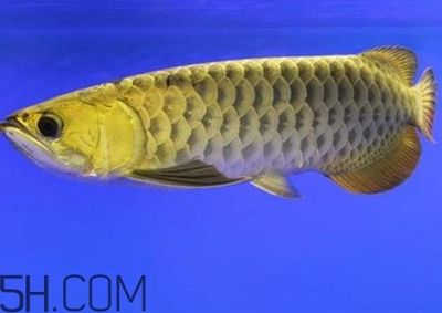 金龍魚怎么樣才爬背上色快（金龍魚爬背上色快的飼養技巧）