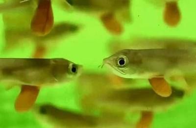 金龍魚怎么樣才爬背上色快（金龍魚爬背上色快的飼養技巧）