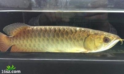 龍魚立鱗跟什么關系好看：龍魚立鱗的發生與換水溫差過大、水質波動過大、水質波動過大