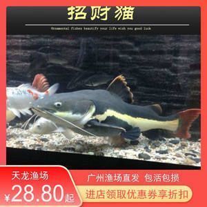 紅龍魚有名的漁場是哪里的魚（世界上最好的紅龍魚漁場，日本紅龍魚之家參觀攻略）
