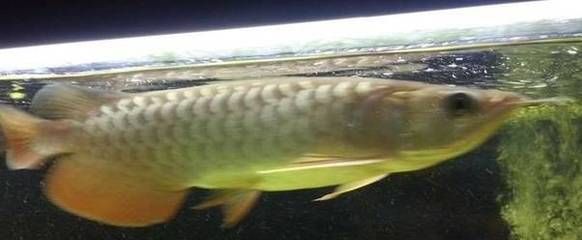 龍魚翻肚救活了：龍魚翻肚急救過程中的注意事項龍魚翻肚救活了詳情