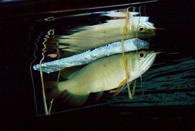 龍魚翻肚救活了：龍魚翻肚急救過程中的注意事項龍魚翻肚救活了詳情