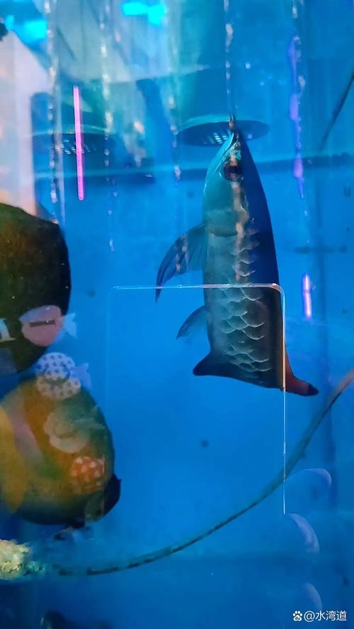 青龍魚多少錢一條圖片 龍魚百科 第20張 青龍魚多少錢一條圖片 青龍魚多少錢一條圖片 龍魚百科 第20張