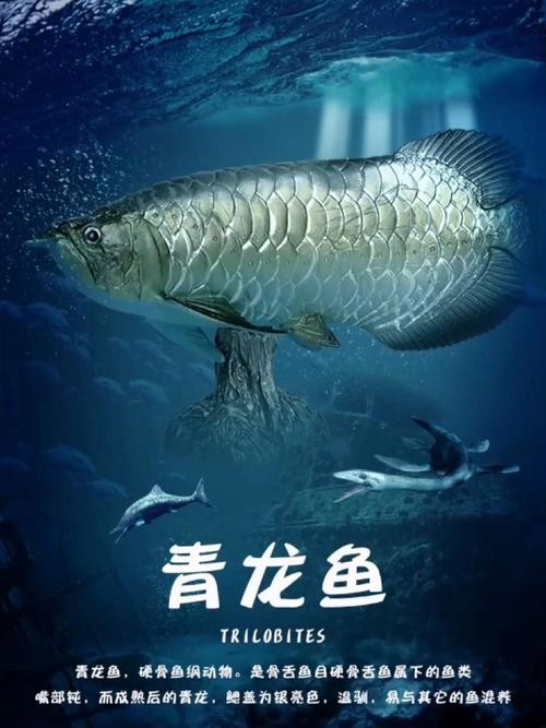 青龍魚多少錢一條圖片 龍魚百科 第8張 青龍魚多少錢一條圖片 青龍魚多少錢一條圖片 龍魚百科 第8張