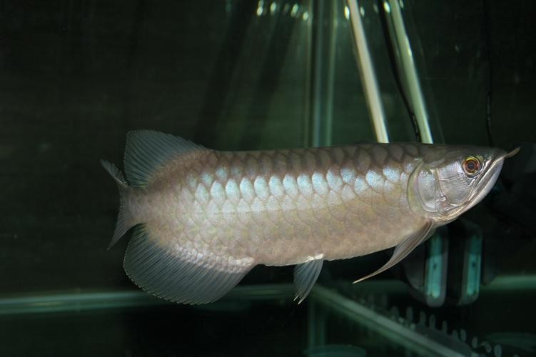 青龍魚多少錢一條圖片 龍魚百科 第28張 青龍魚多少錢一條圖片 青龍魚多少錢一條圖片 龍魚百科 第28張