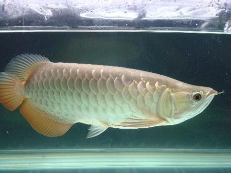 青龍魚多少錢一條圖片 龍魚百科 第10張 青龍魚多少錢一條圖片 青龍魚多少錢一條圖片 龍魚百科 第10張