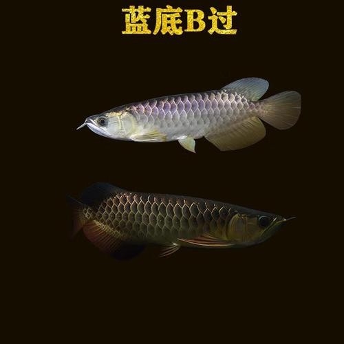 青龍魚多少錢一條圖片 龍魚百科 第26張 青龍魚多少錢一條圖片 青龍魚多少錢一條圖片 龍魚百科 第26張