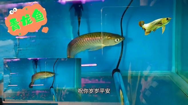 青龍魚多少錢一條圖片 青龍魚多少錢一條圖片 龍魚百科 第4張