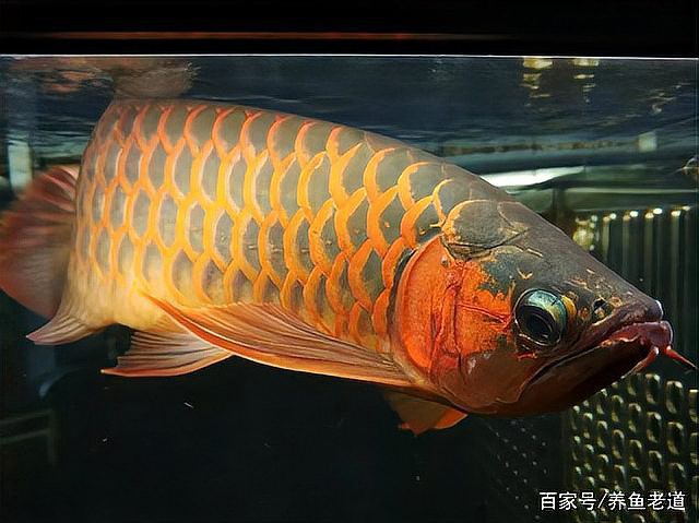 龍魚爛鰭爛尾需要手術(shù)嗎？