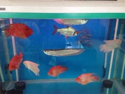 銀龍魚紅鸚鵡魚混養怎么樣喂食（銀龍魚和紅鸚鵡魚混養時合理的喂食方法對于它們的健康和生長至關重要）