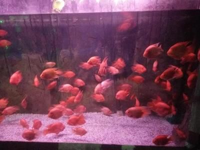 銀龍魚紅鸚鵡魚混養怎么樣喂食（銀龍魚和紅鸚鵡魚混養時合理的喂食方法對于它們的健康和生長至關重要）
