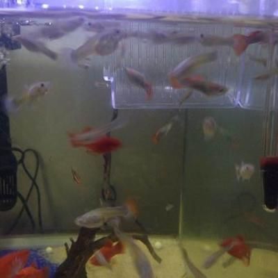 養孔雀魚喂龍魚好嗎：孔雀魚的養殖技巧