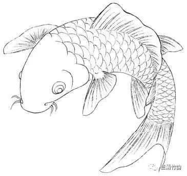 龍魚多大的好養(yǎng)：關(guān)于龍魚養(yǎng)殖的最佳魚缸尺寸的詳細(xì)介紹