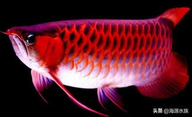 龍魚多大的好養(yǎng)：關(guān)于龍魚養(yǎng)殖的最佳魚缸尺寸的詳細(xì)介紹