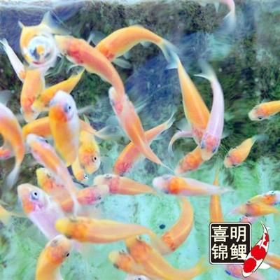 喂龍魚吃的小紅魚能吃嗎：喂龍魚吃的小紅魚可以吃嗎
