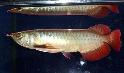 半號紅龍魚是什么？：關于半號紅龍魚的一些認識