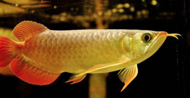 金龍魚意義名詞 金龍魚意義名詞 龍魚百科 第4張