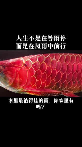 金龍魚意義名詞 金龍魚意義名詞 龍魚百科 第6張