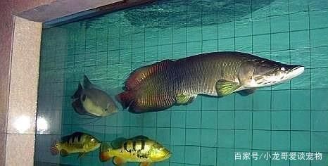 海象能和龍魚一起養嗎（海象能和龍魚一起養嗎海象能和龍魚一起養嗎）